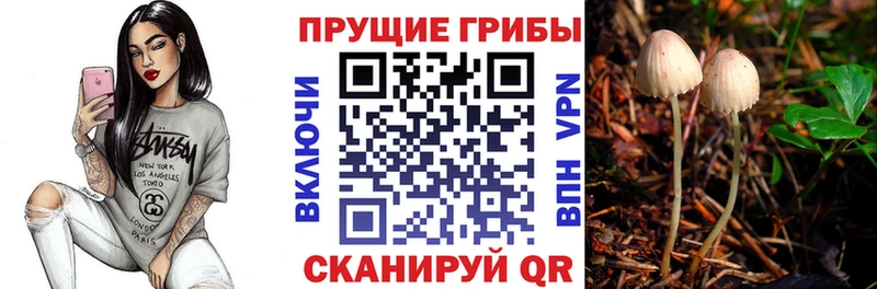 shop телеграм  Верхняя Пышма  Псилоцибиновые грибы GOLDEN TEACHER 